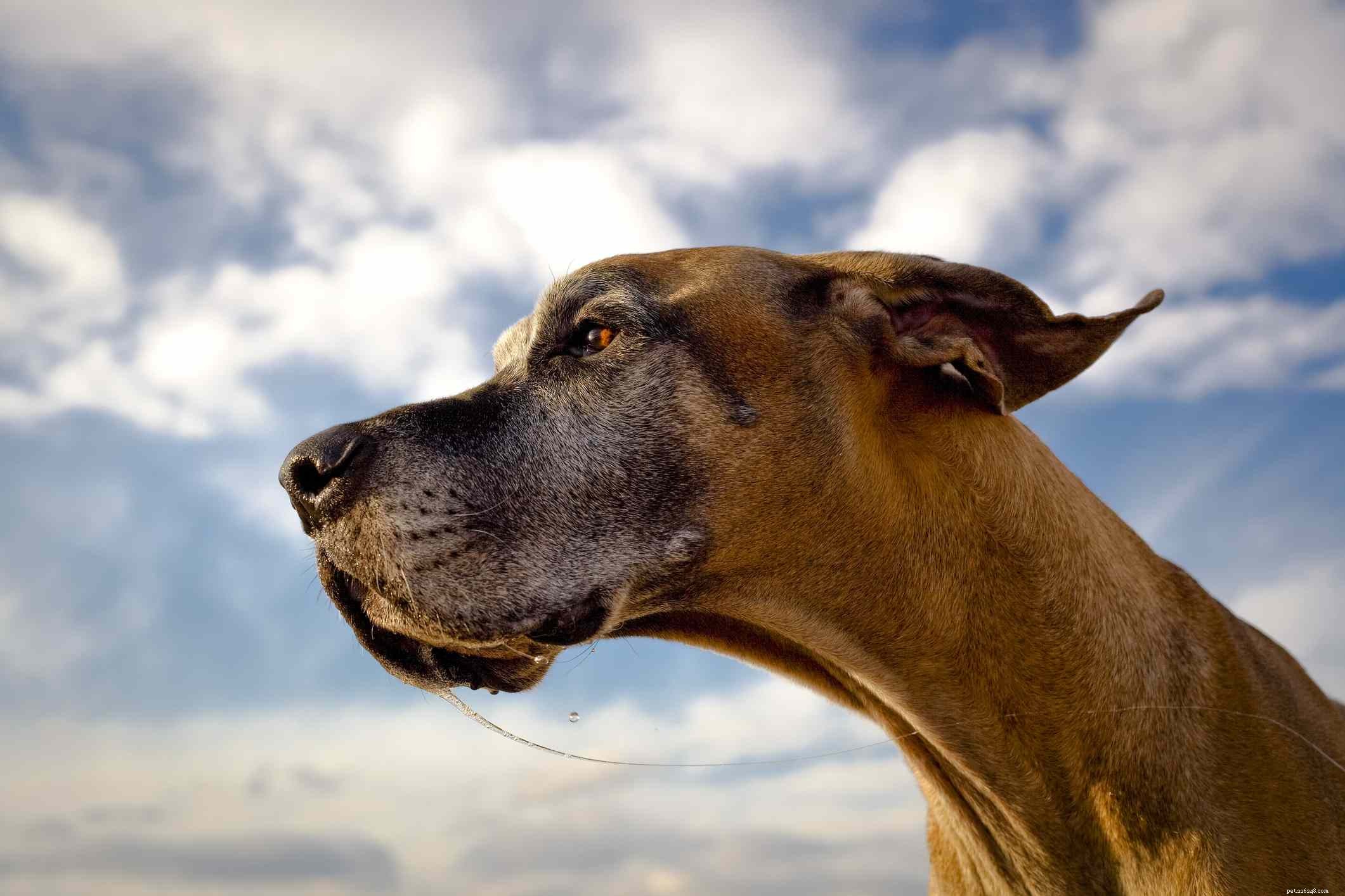 10 races de chiens qui bavent le plus