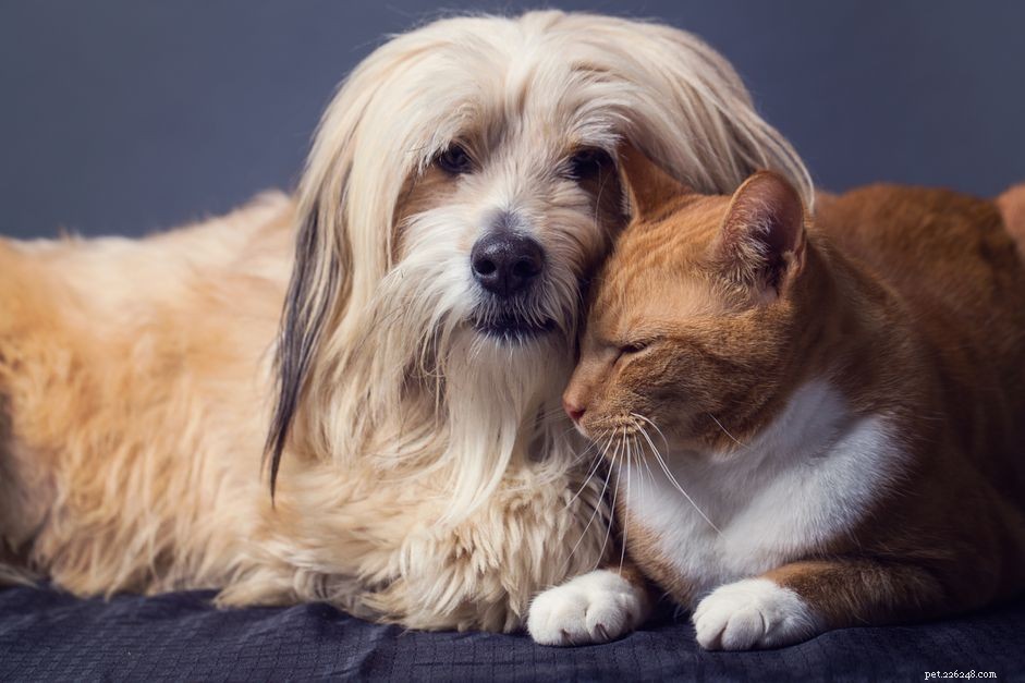 10 лучших пород собак, которые ладят с кошками