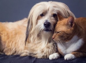 10 melhores raças de cães que se dão bem com gatos