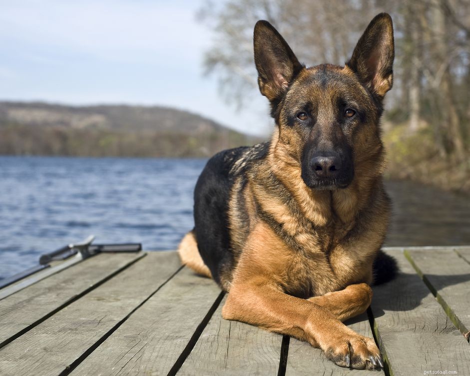 10 bästa hundraser från Tyskland