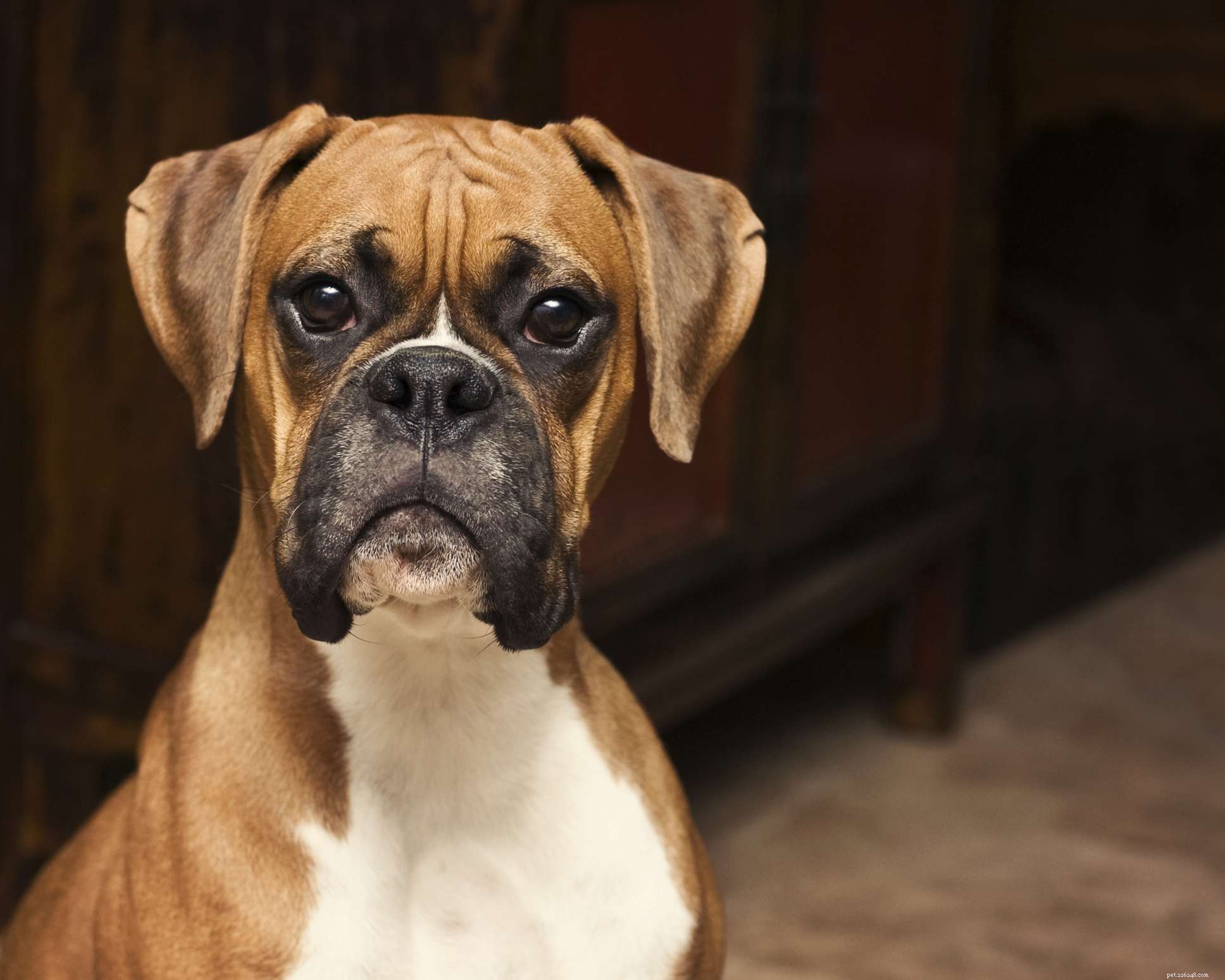 10 migliori razze canine dalla Germania