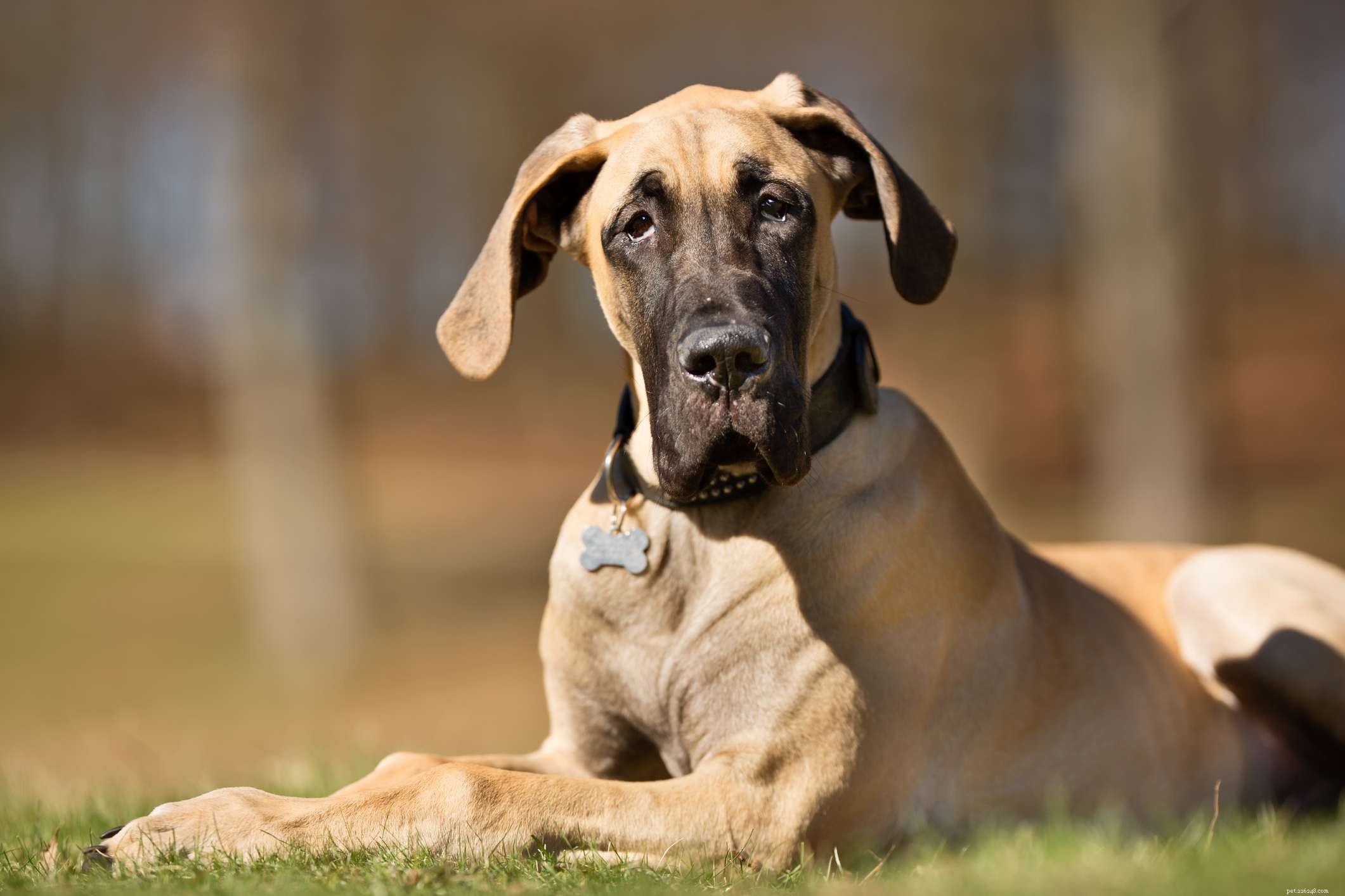 10 beste hondenrassen uit Duitsland
