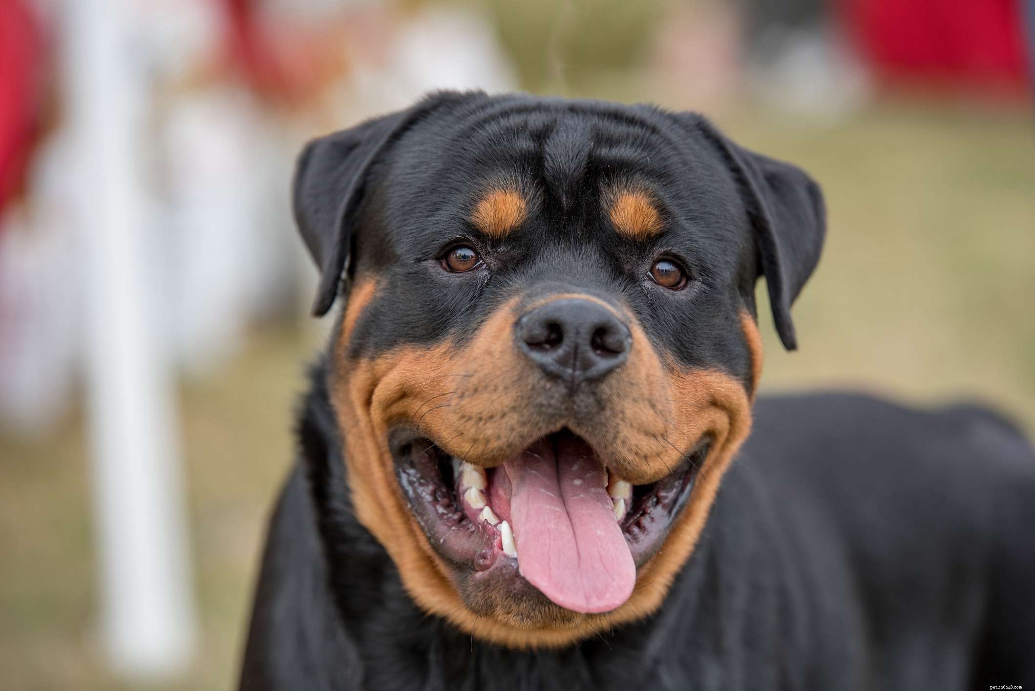 10 meilleures races de chiens d Allemagne