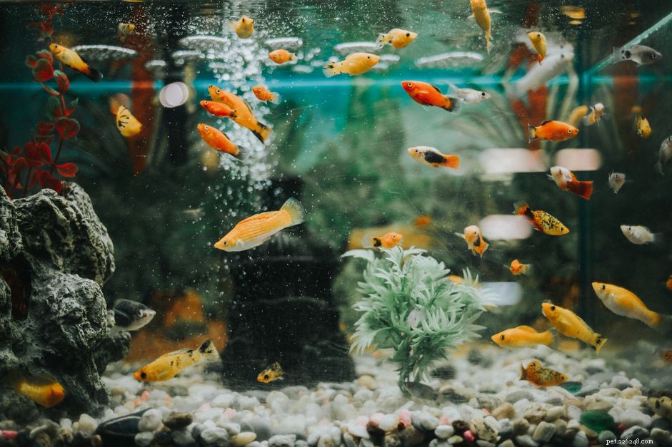 O que causa pH alto em um aquário?