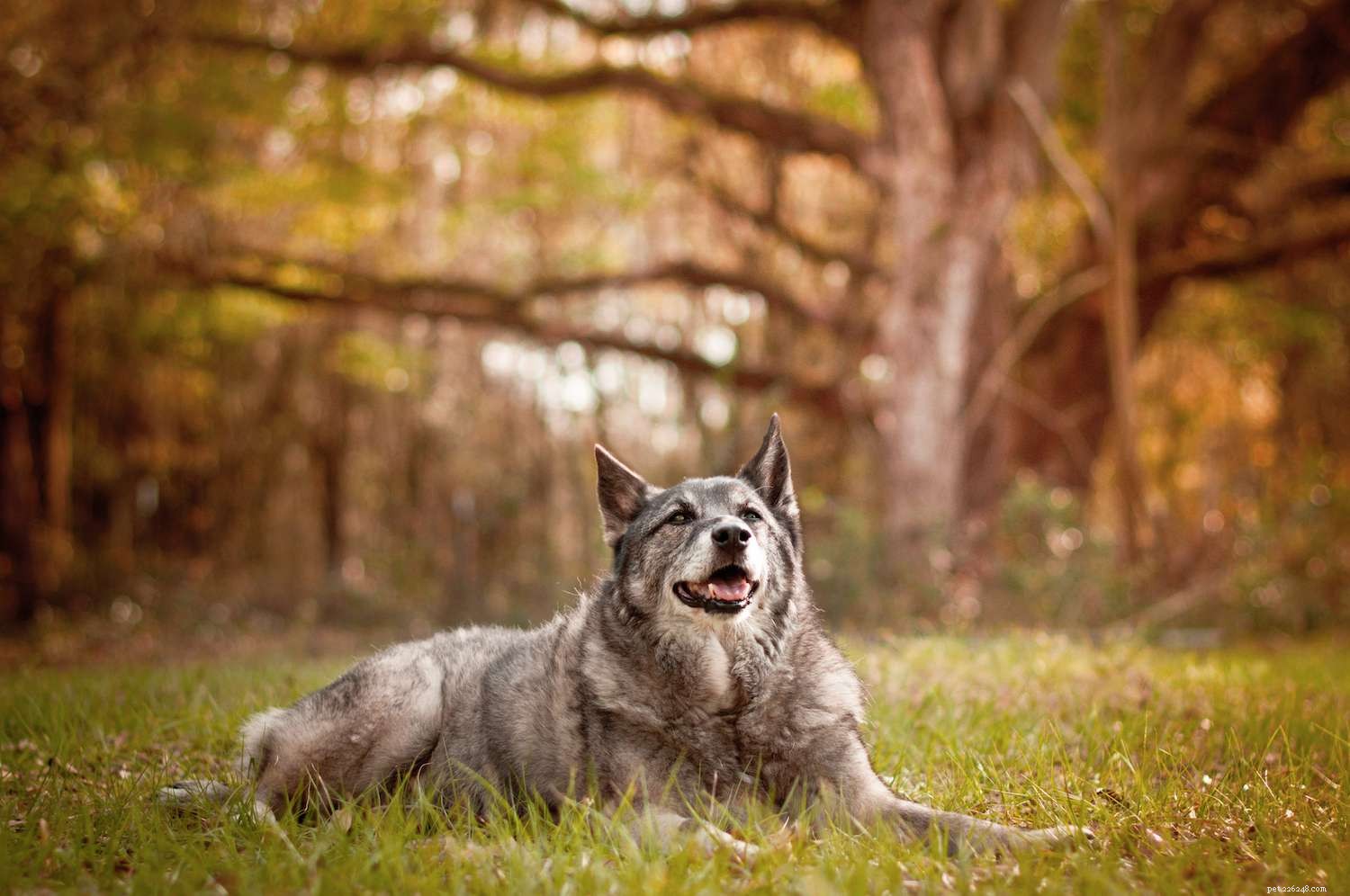 10 raças de cães que mais se parecem com raposas