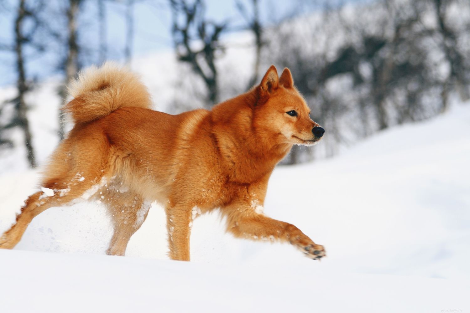 10 пород собак, которые больше всего похожи на лис