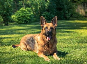 Adoption de chiens policiers à la retraite