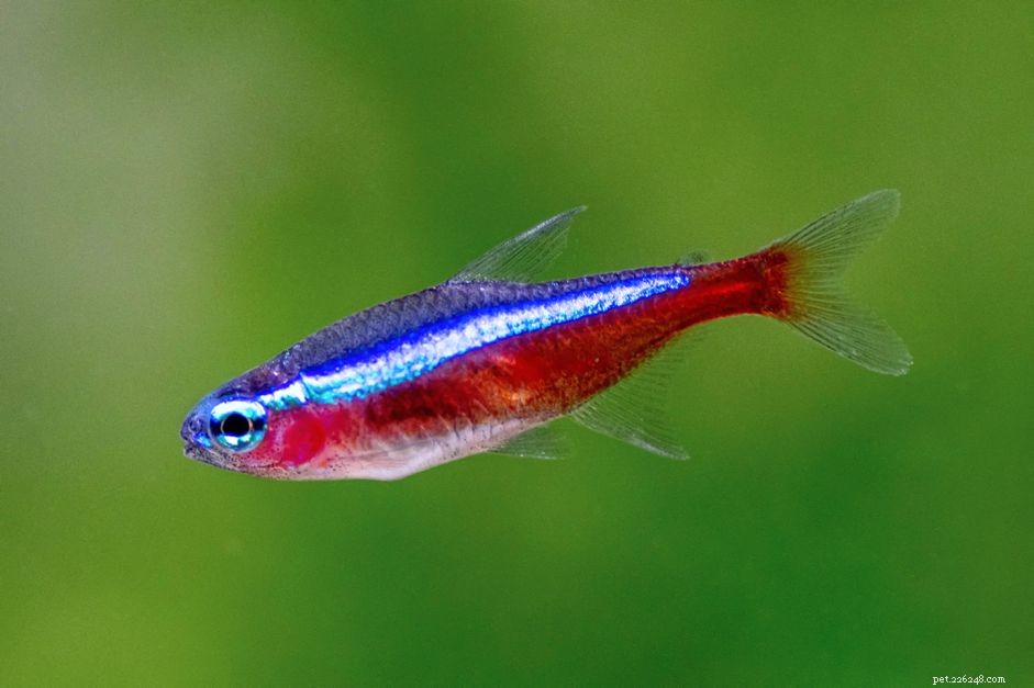 Perfil da espécie de peixe Cardeal Tetra (Red Neon Tetra)