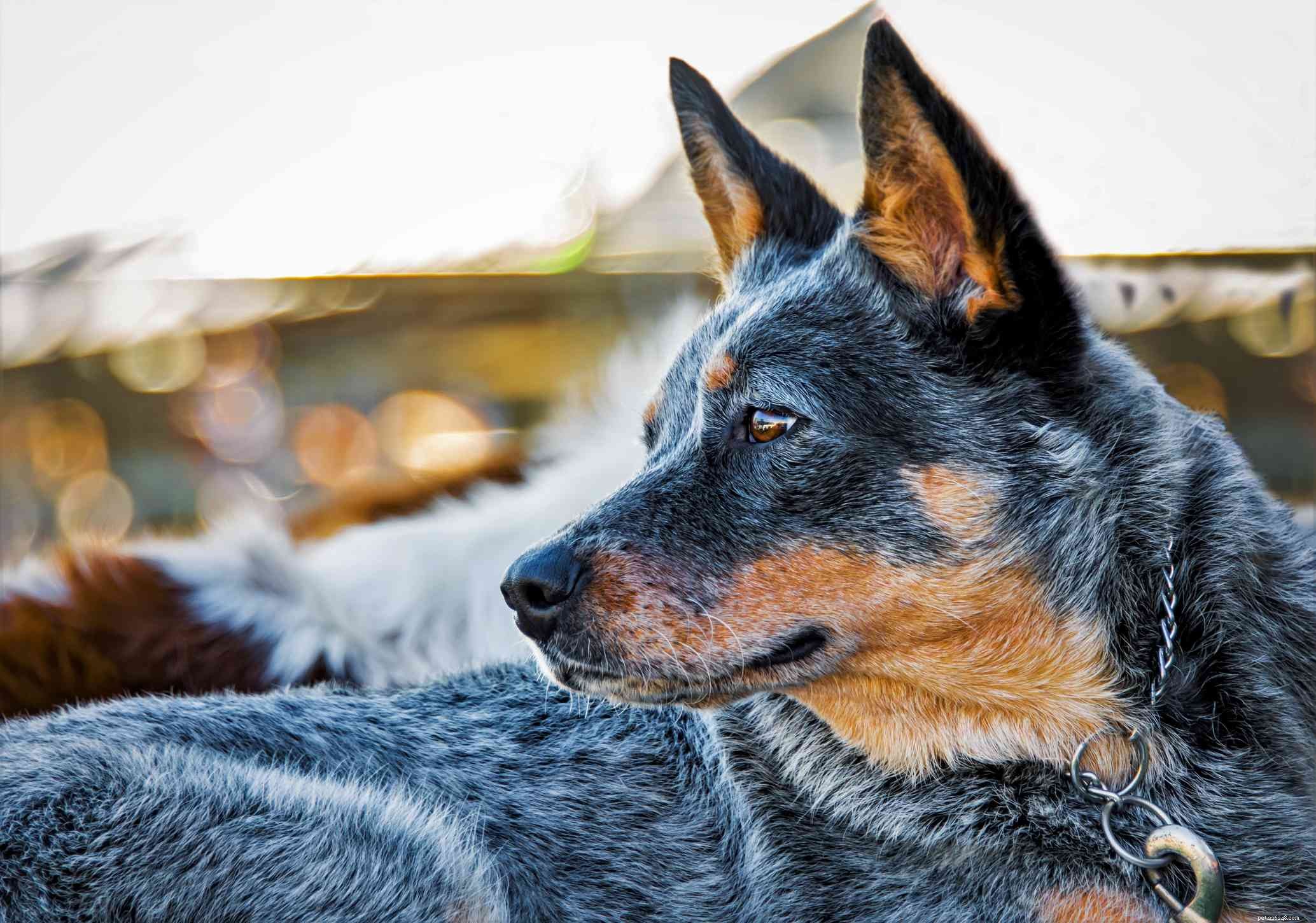15 blå hundraser för älskare av denna unika färg