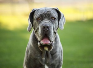 15 races de chiens bleus pour les amoureux de cette couleur unique