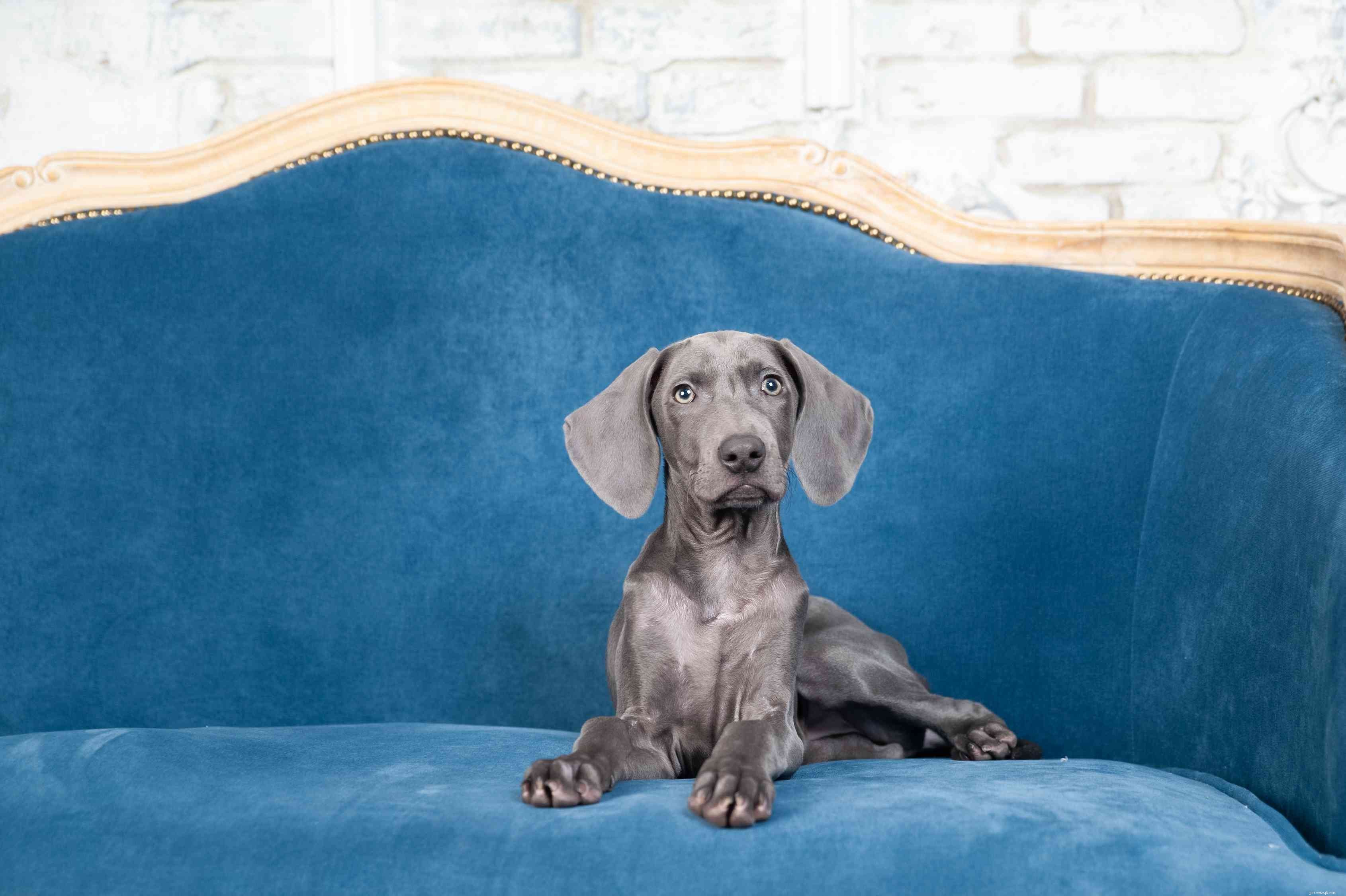 15 blå hundraser för älskare av denna unika färg