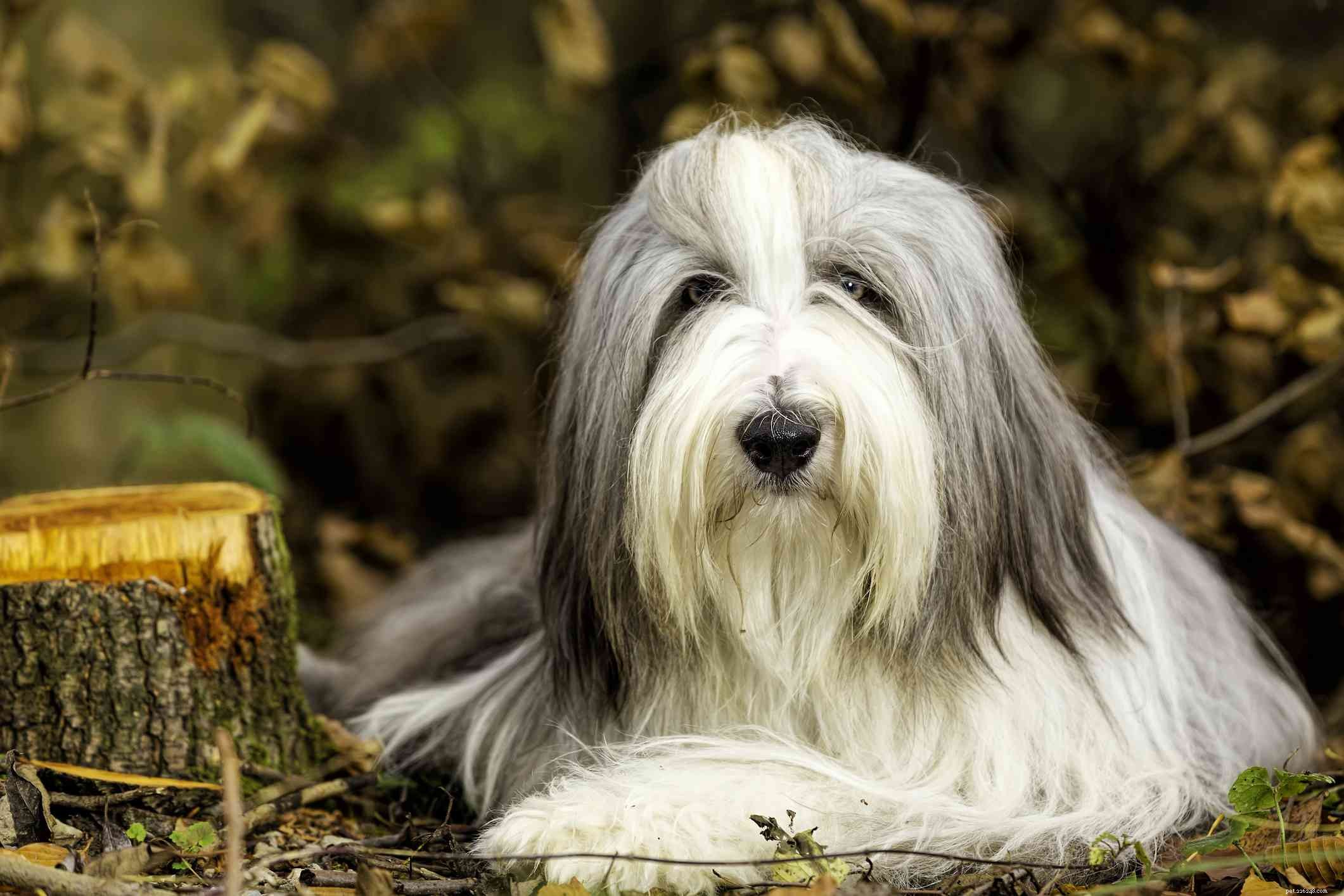 15 голубых пород собак для любителей этого уникального окраса