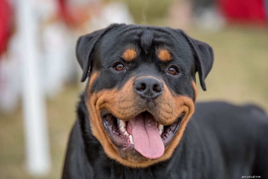 14 melhores raças de cães pretos e castanhos