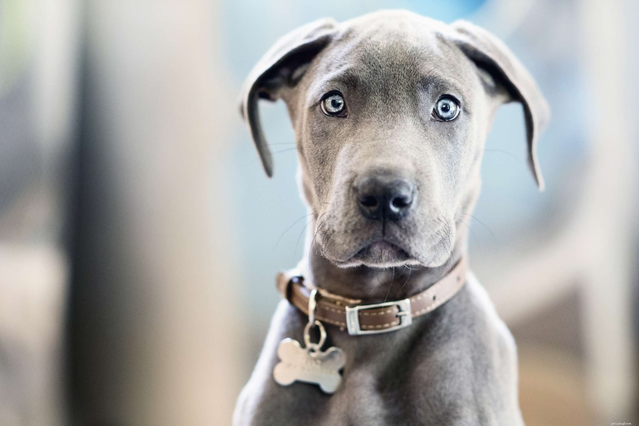 15 races de chiens bleus pour les amoureux de cette couleur unique