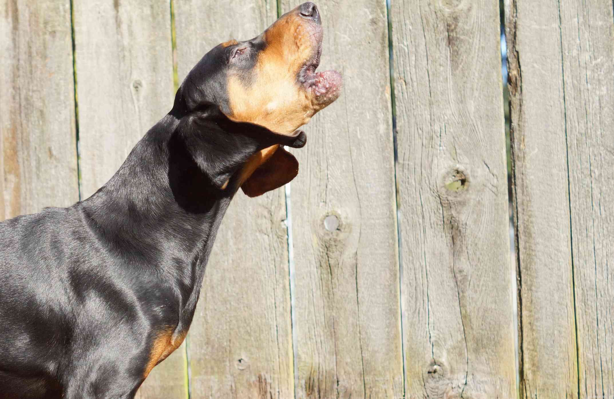 14 bästa svart-and-tan hundraser
