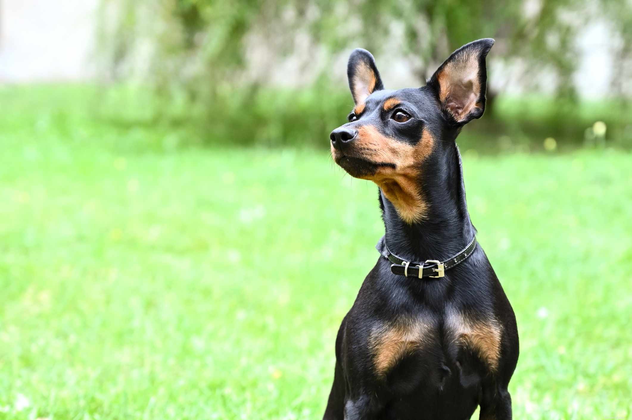 14最高の黒と黄褐色の犬の品種 