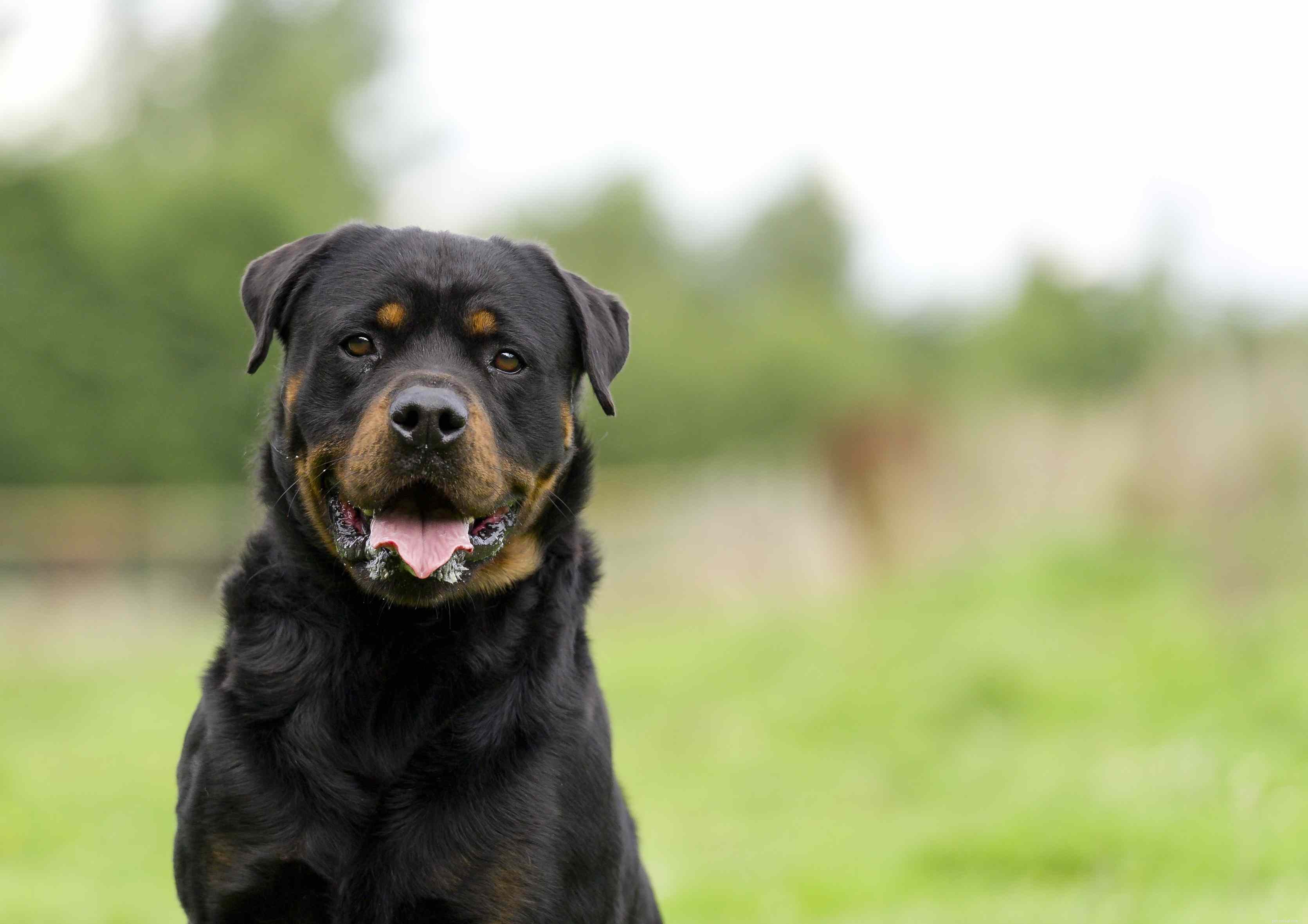 14 meilleures races de chiens noir et feu