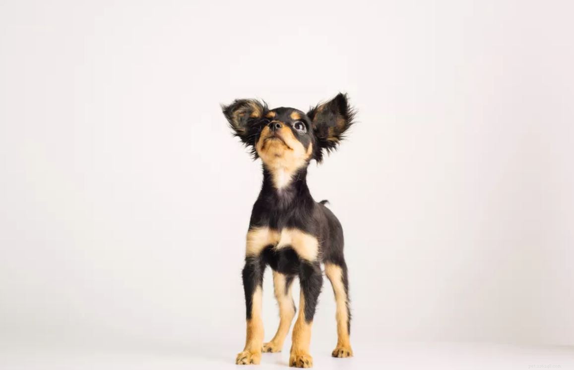 14 bästa svart-and-tan hundraser