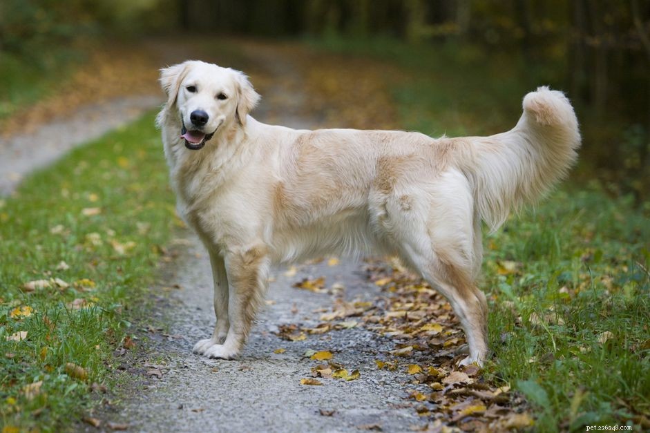 10 bästa hundraser med gul päls