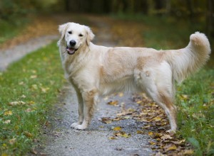 黄色い毛皮を持つ10の最高の犬種 