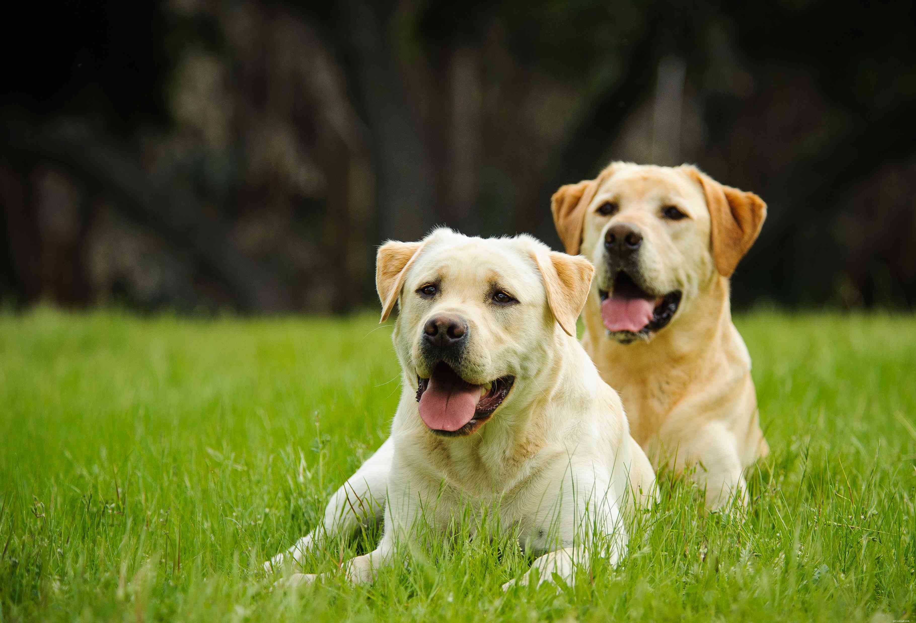 10 migliori razze di cani con pelo giallo