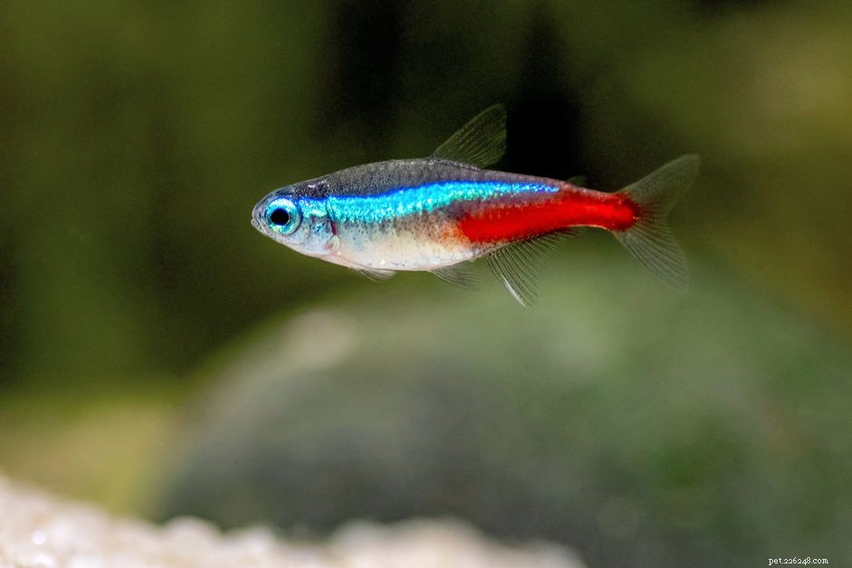 Neon Tetra:profilo delle specie ittiche
