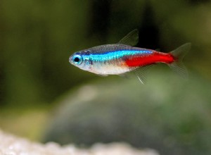 Неоновая тетра:Профиль видов рыб