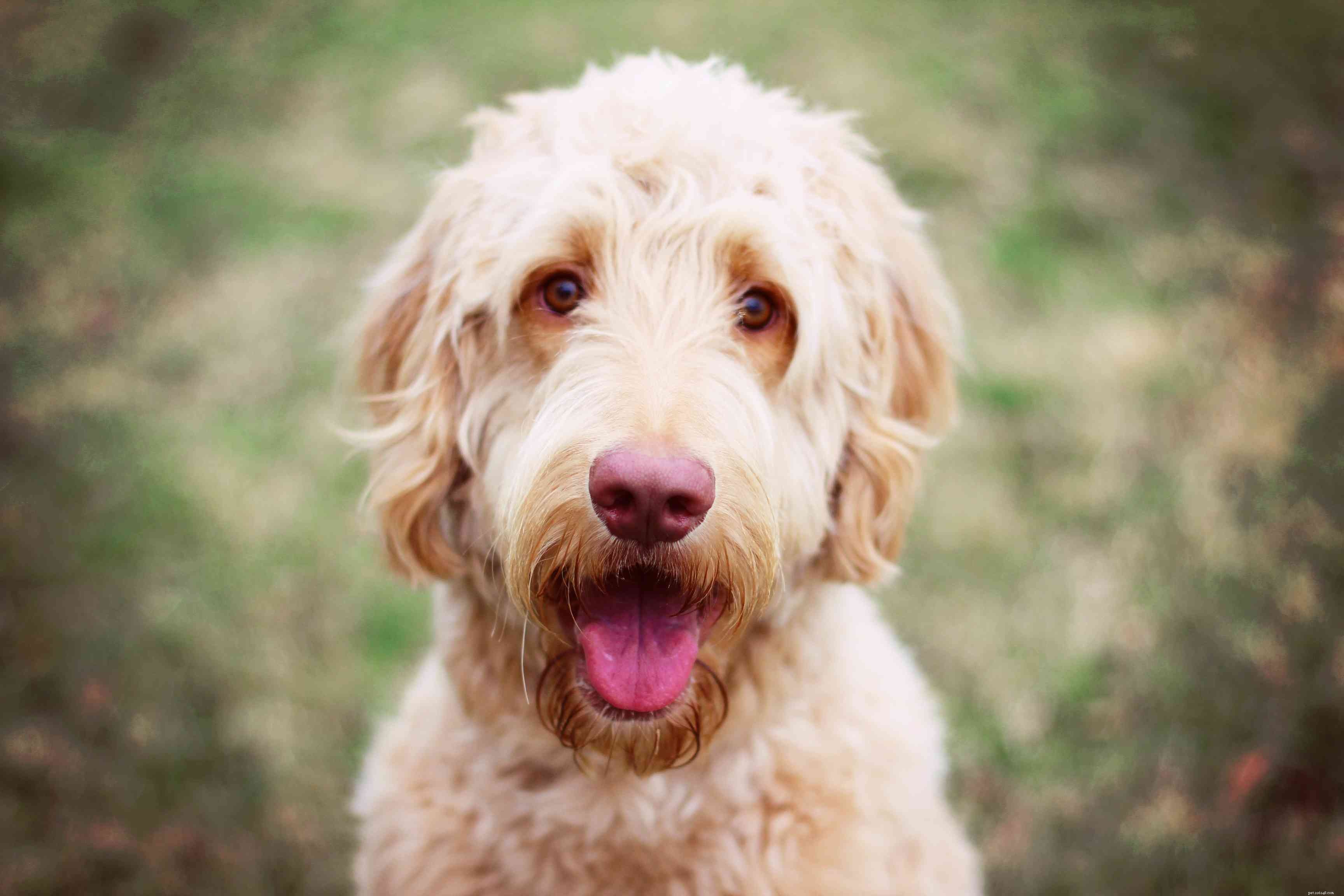10 bästa hundraser med gul päls