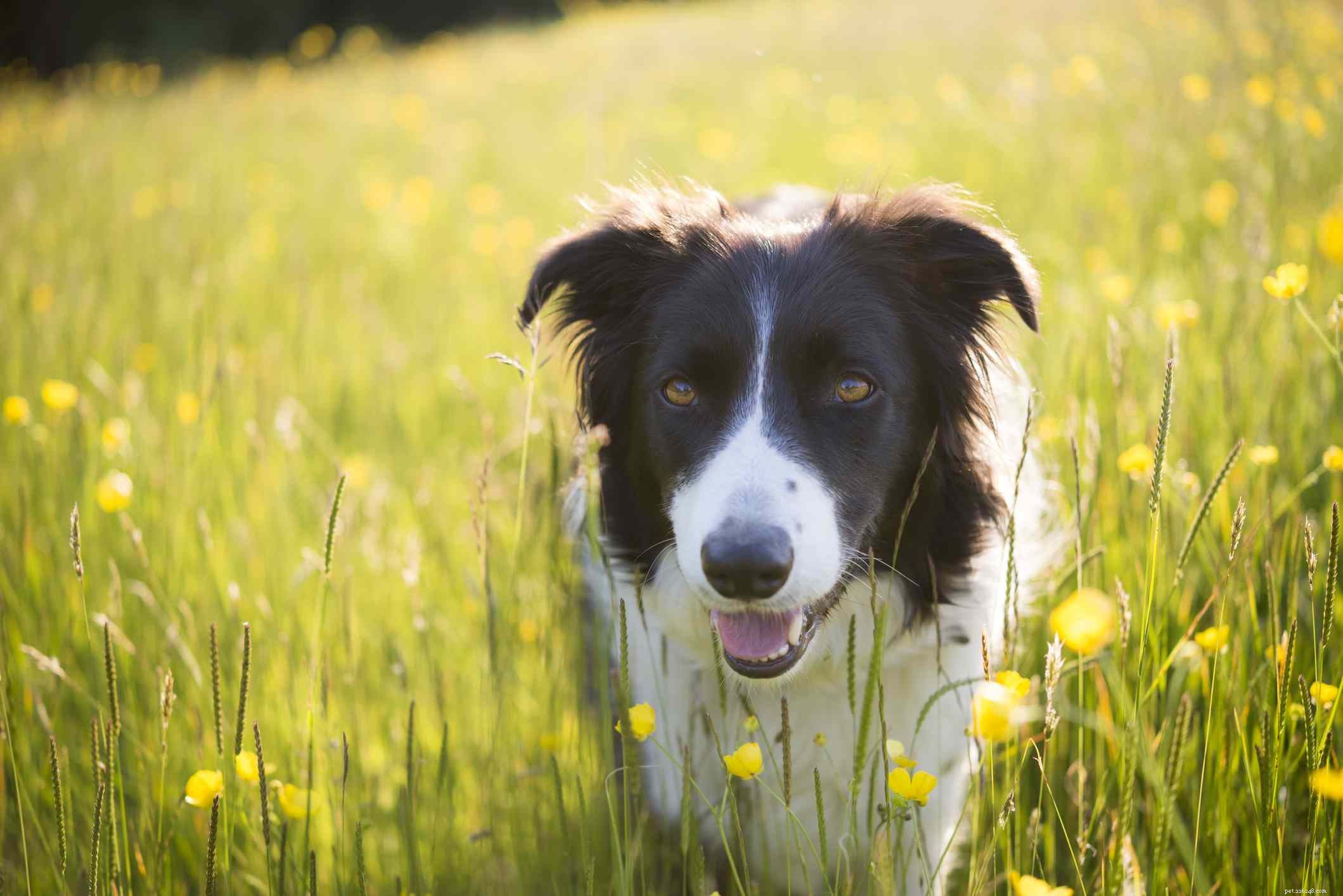 14 beste Schotse hondenrassen