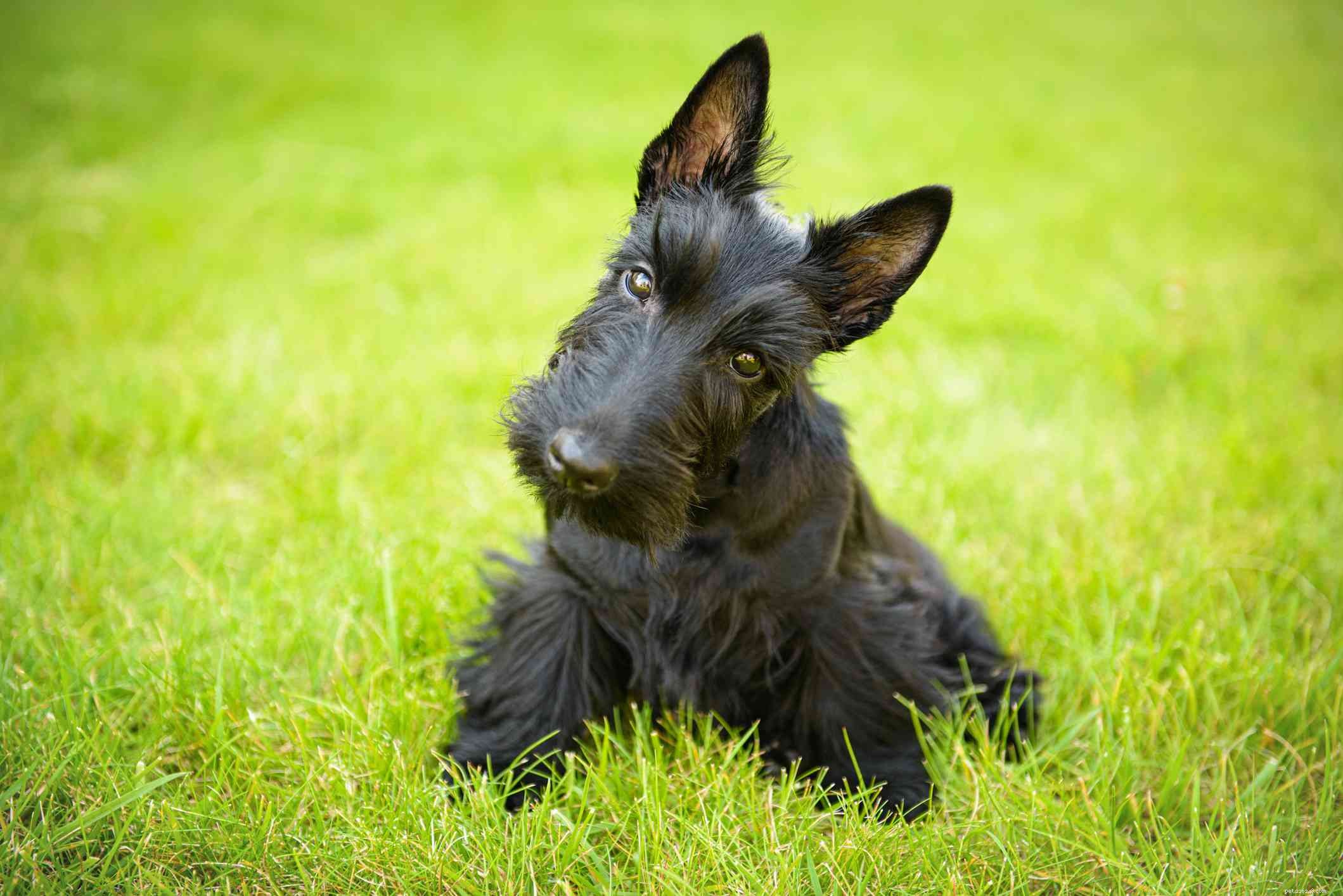 14 Best Scottish Dog Breeds