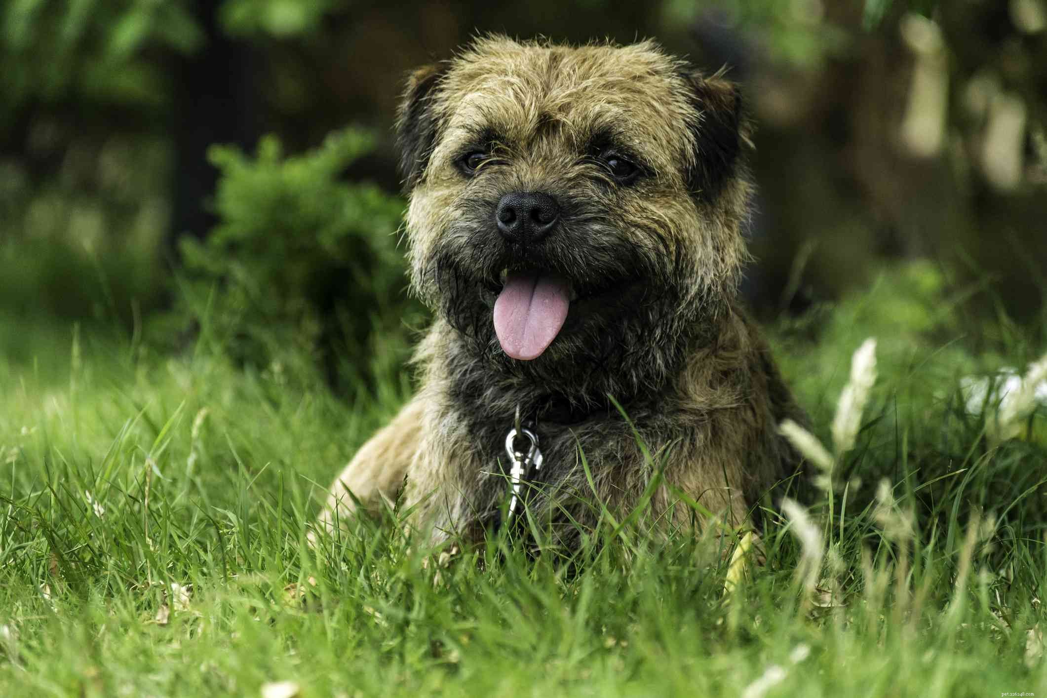 14 bästa skotska hundraser