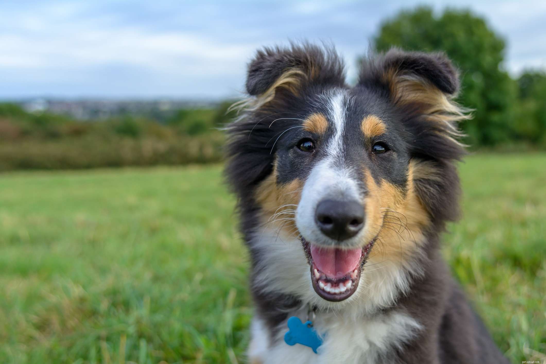 14 meilleures races de chiens écossais