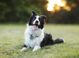 10 races de chiens nécessitant beaucoup d entretien