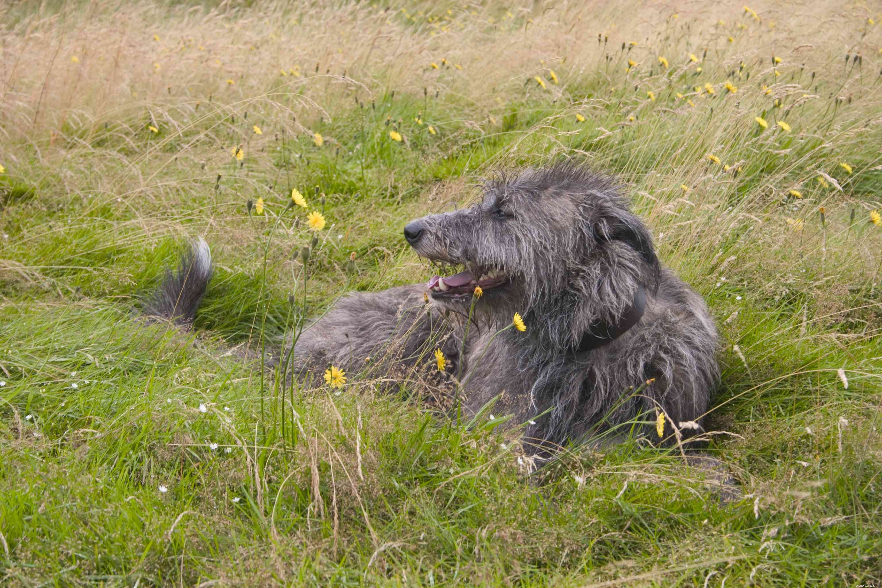 14 meilleures races de chiens écossais