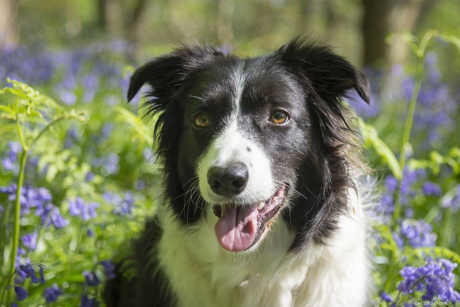 10 beste hondenrassen voor epileptische aanvallen