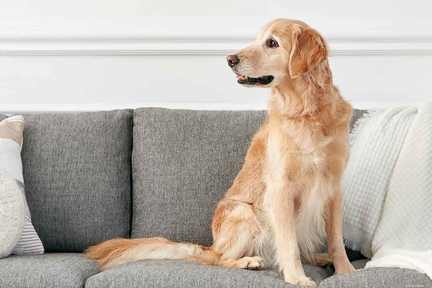 10 bästa hundraser för anfallsvarning