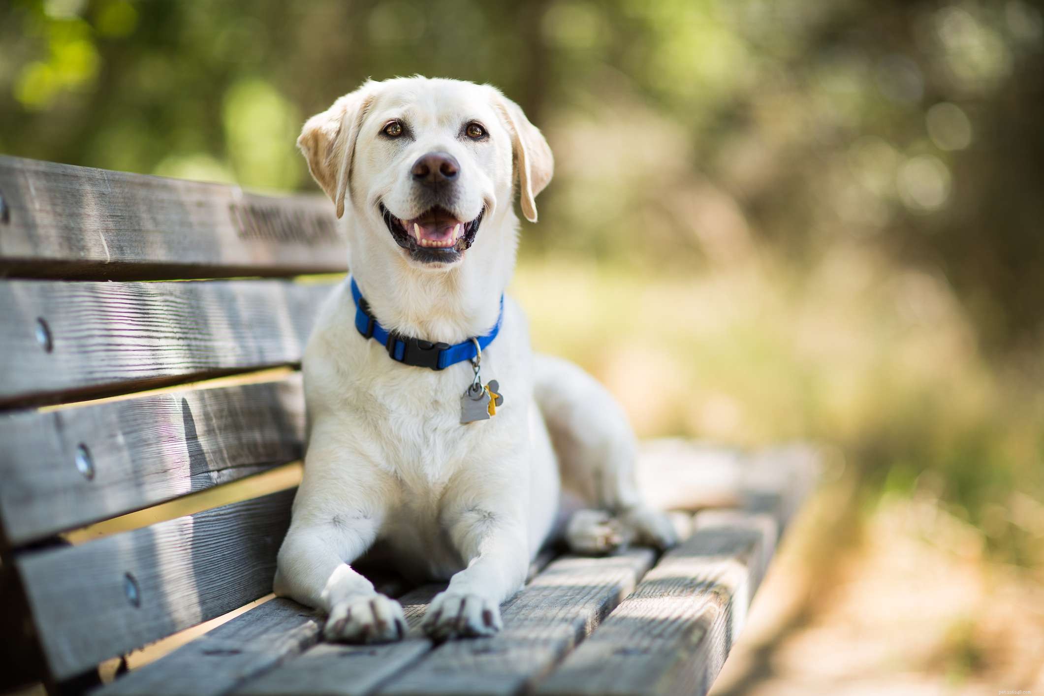10 лучших пород собак для оповещения о судорогах