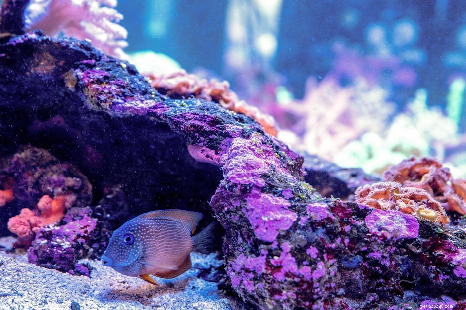 Акваскейп живых камней в морском аквариуме