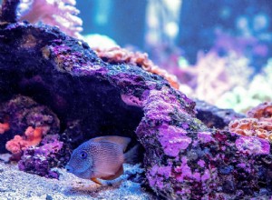 Акваскейп живых камней в морском аквариуме