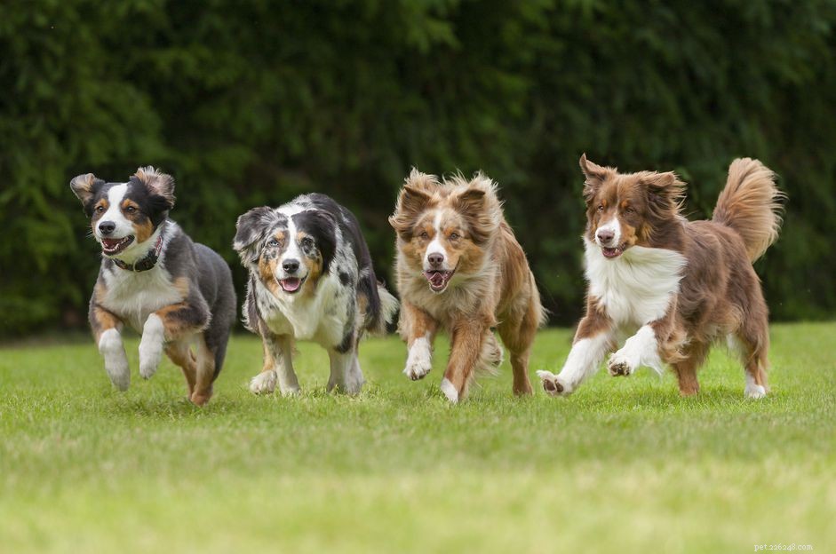 10 melhores raças de cães energéticos para pessoas ativas