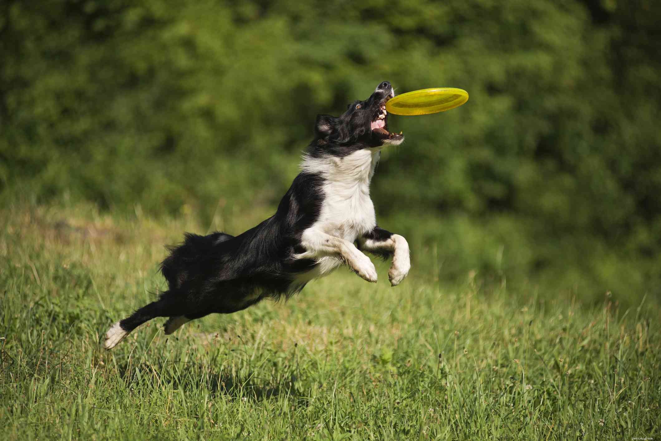 10 лучших энергичных пород собак для активных людей