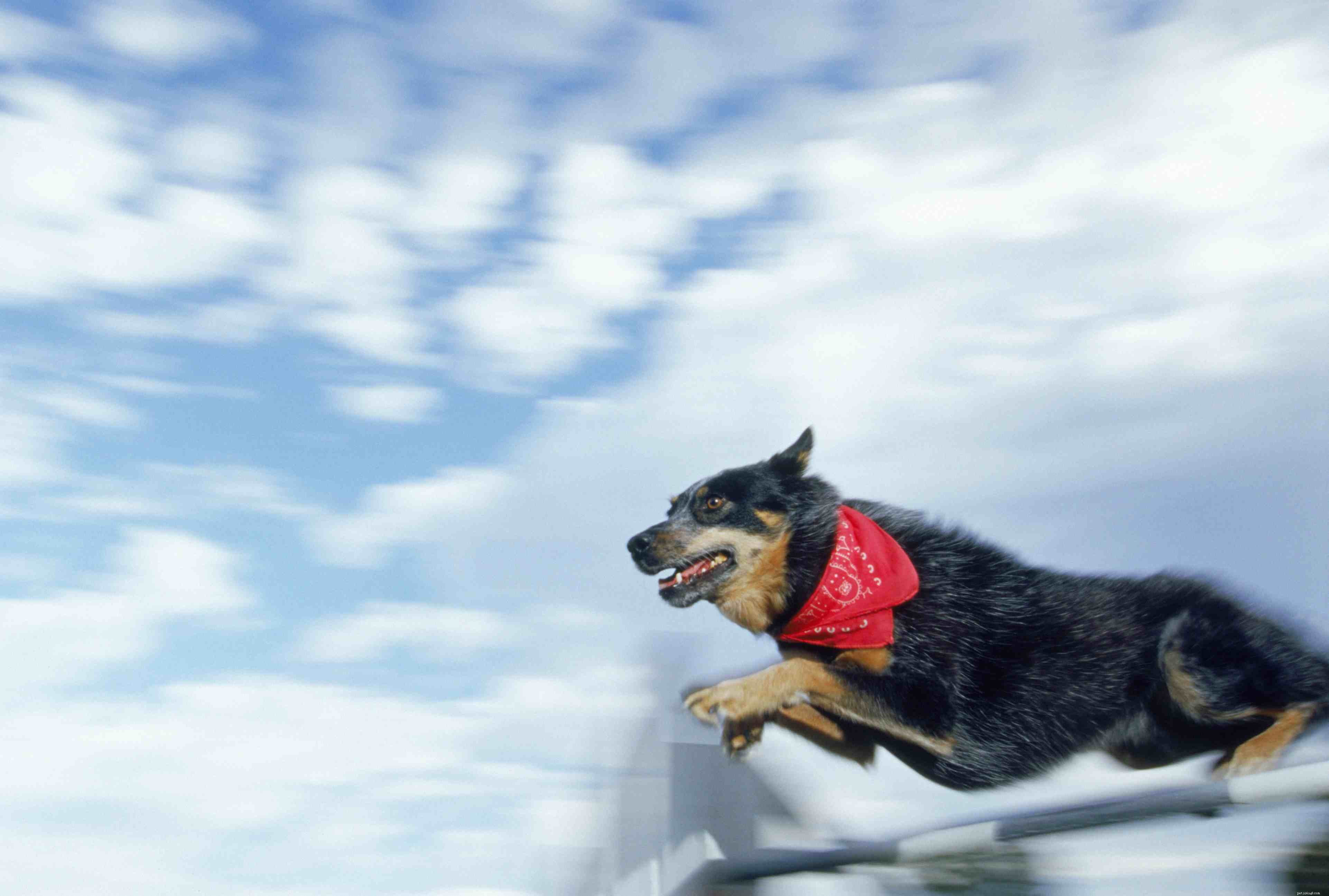 Les 10 meilleures races de chiens énergiques pour les personnes actives