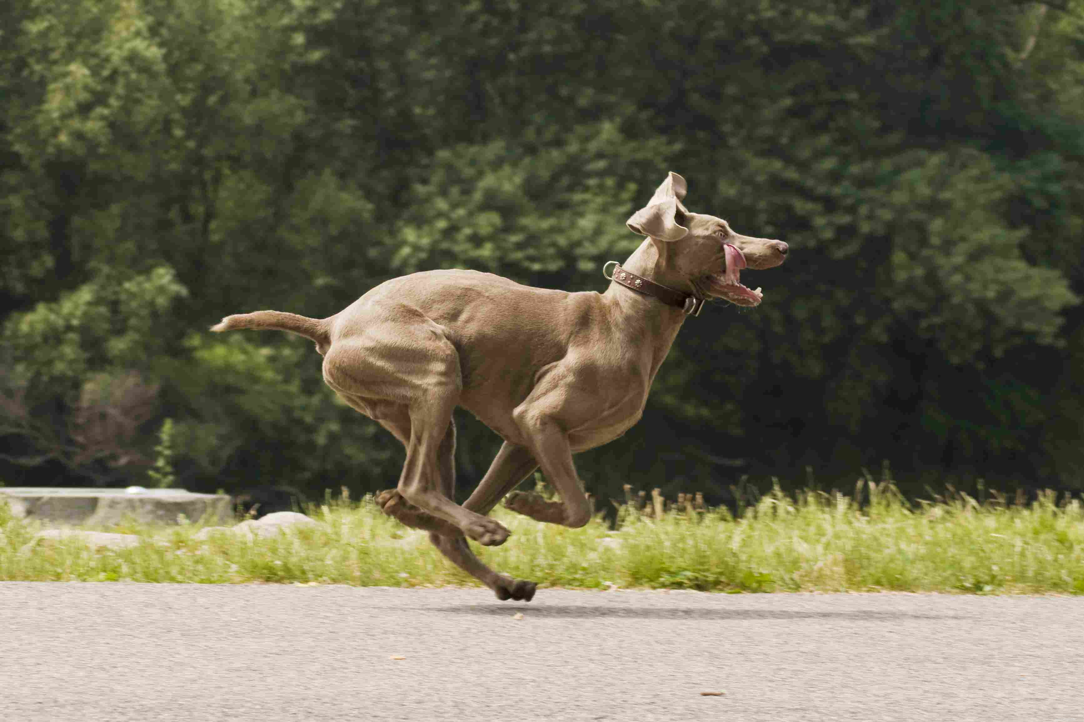 10 migliori razze di cani energici per persone attive