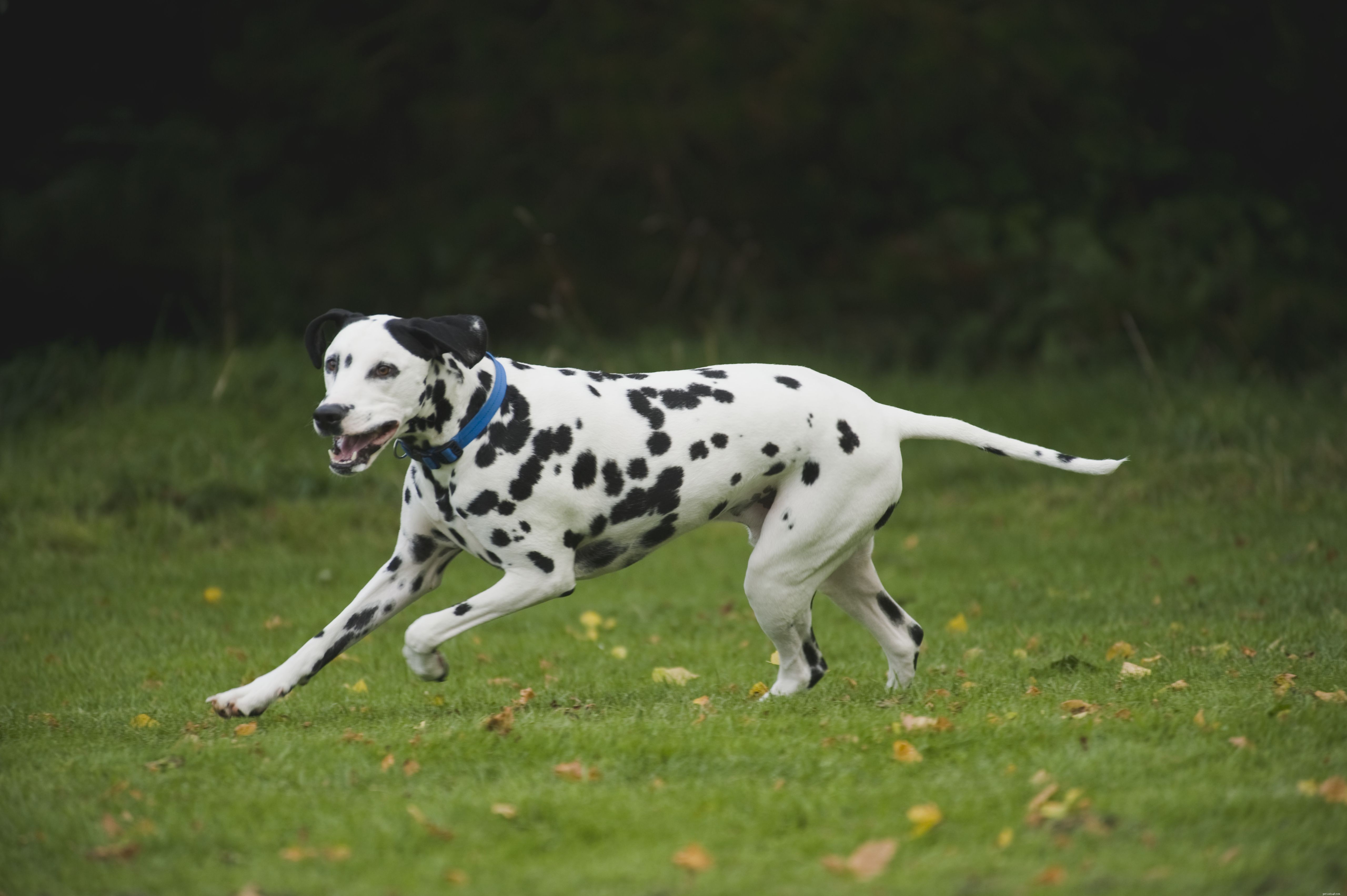 10 nejlepších energetických plemen psů pro aktivní lidi