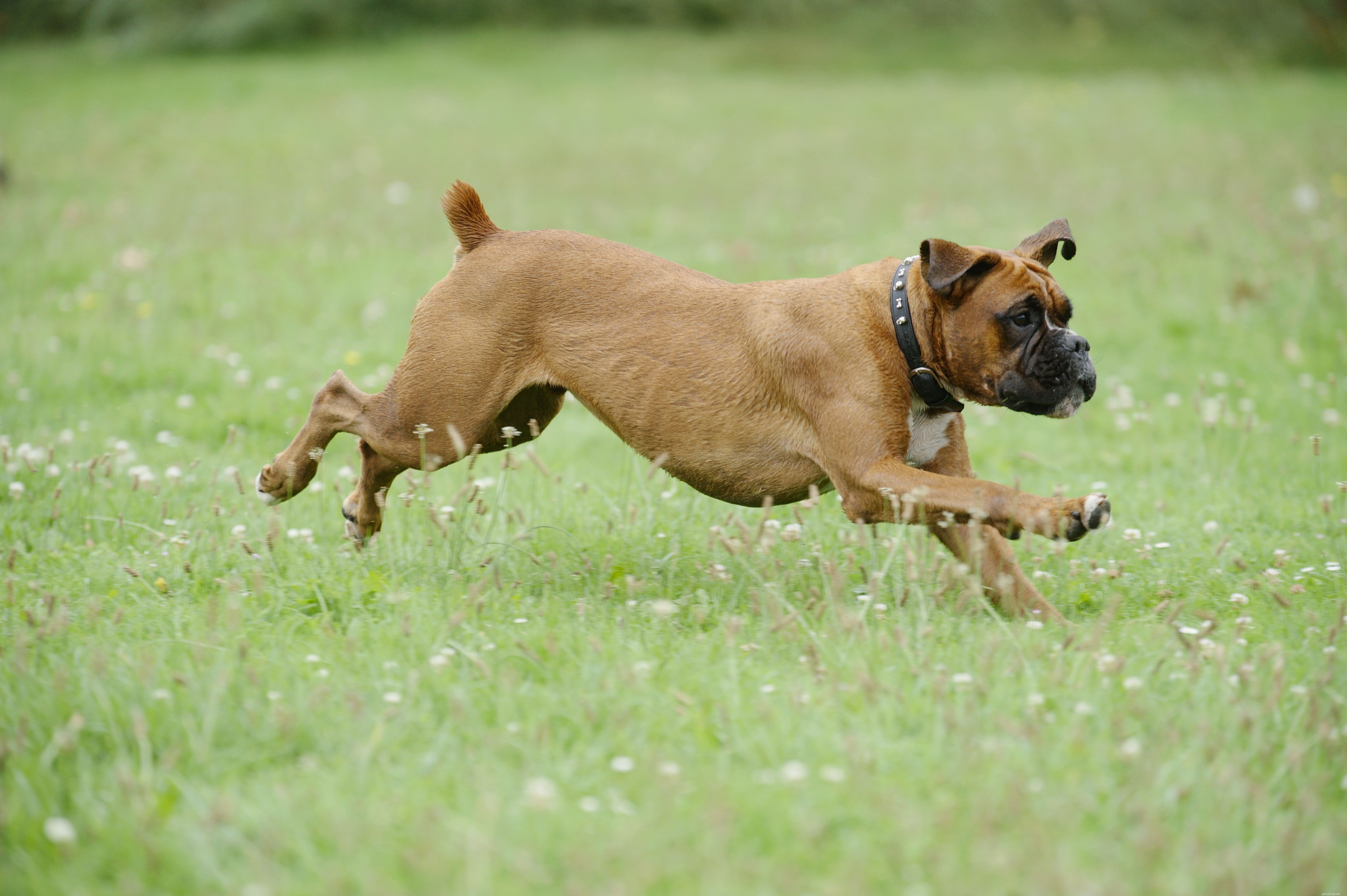 10 beste energieke hondenrassen voor actieve mensen