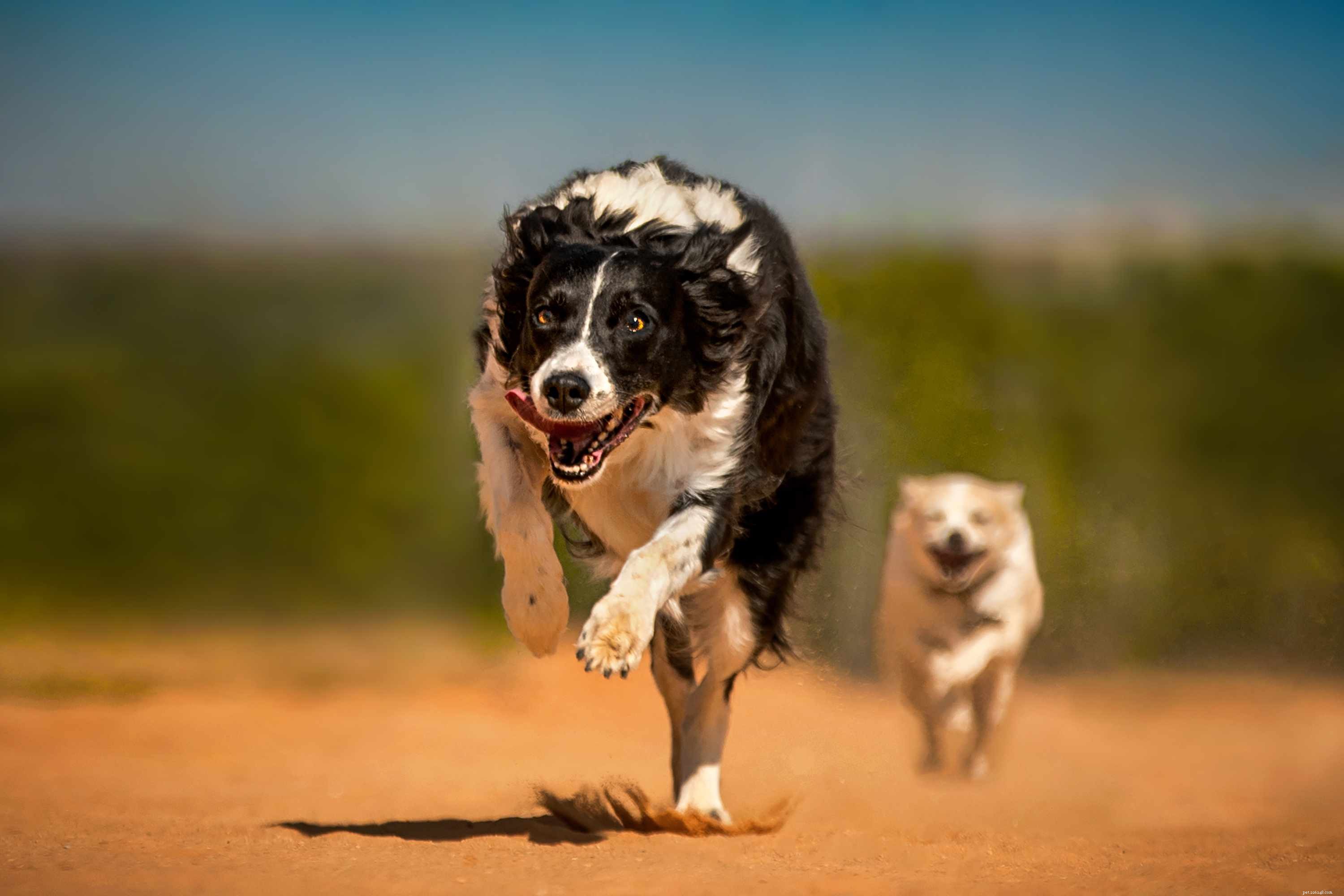 10 nejrychlejších psích plemen