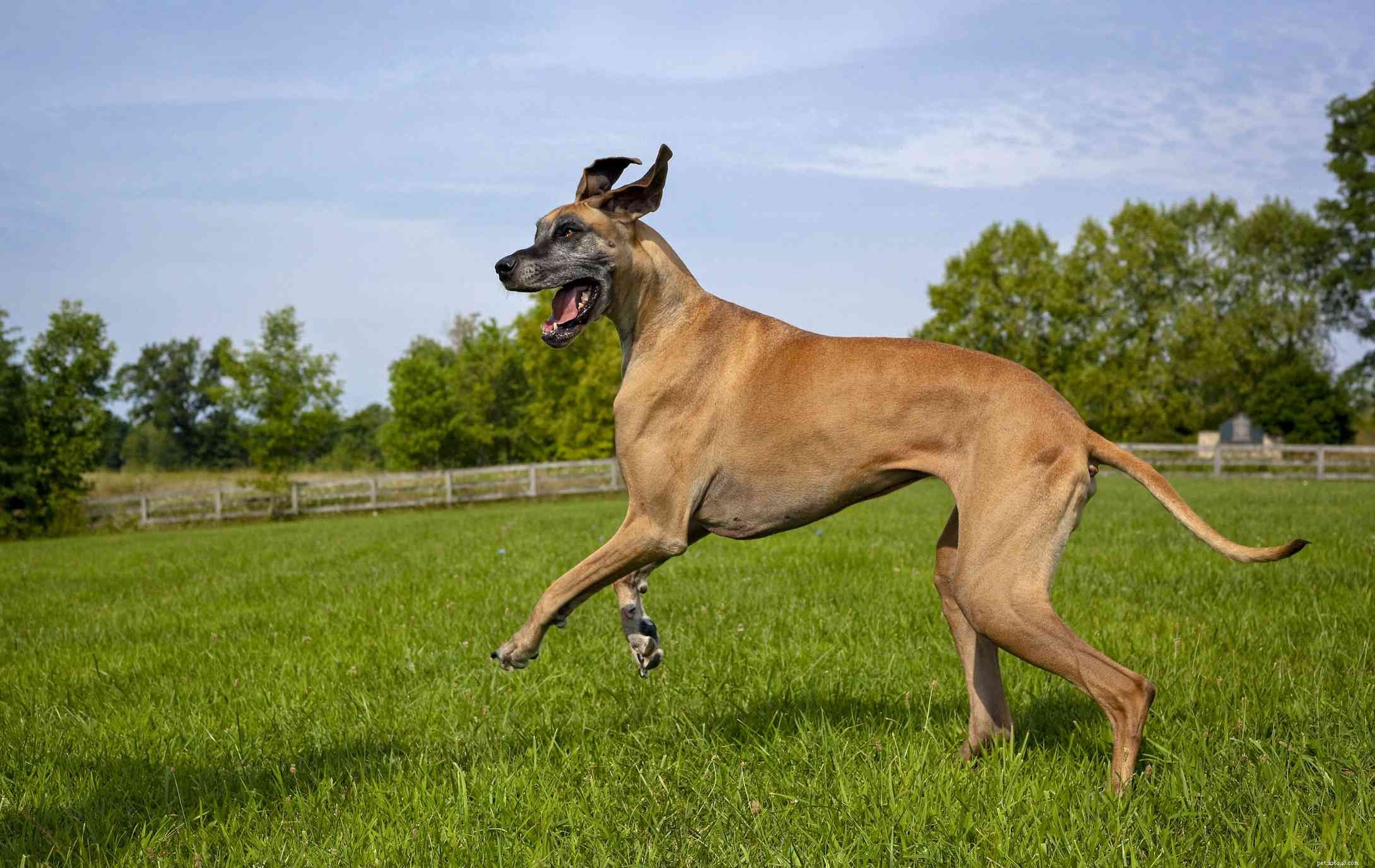 10 nejrychlejších psích plemen