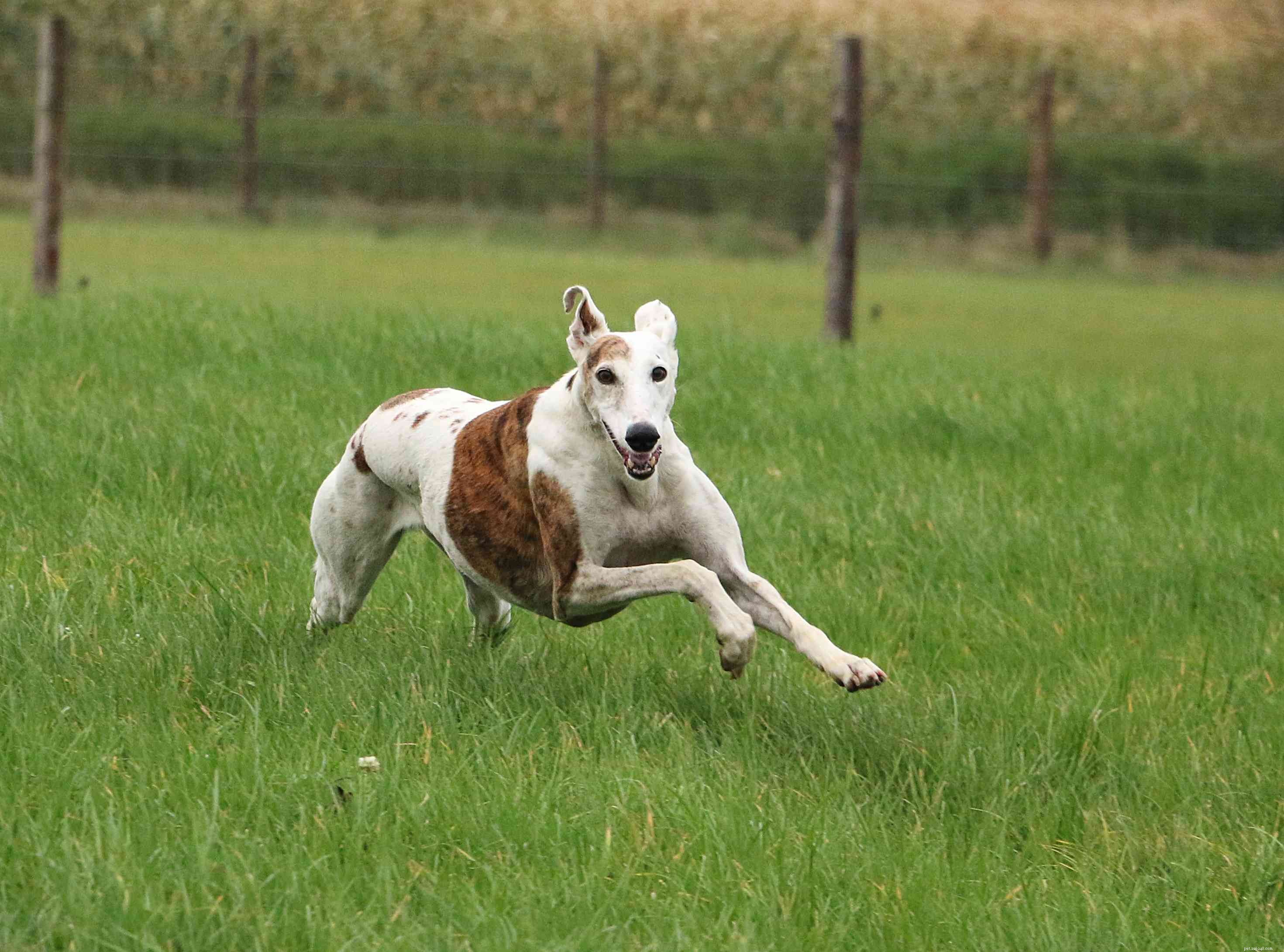 10 raças de cães mais rápidas