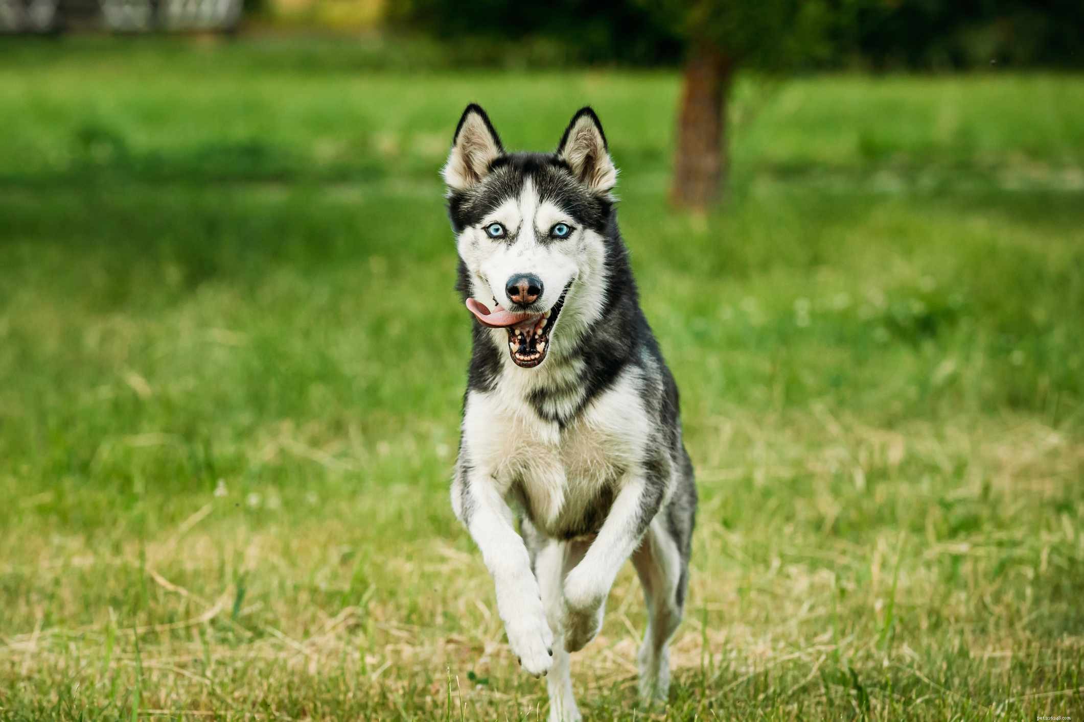 10 snabbaste hundraser