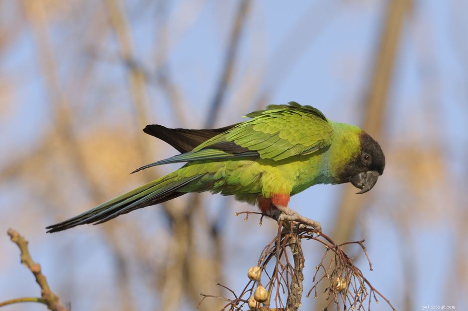 Black-Hooded Parakeet（Nanday Conure）：Bird Species Profile